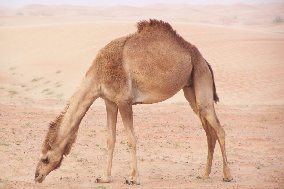 camel-376864_1920-2